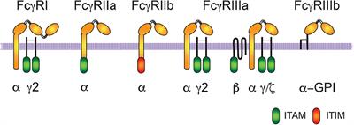 What is the job of the phagocyte